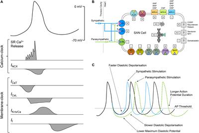 Neurohumoral Control of Sinoatrial Node Activity and Heart Rate: Insight From Experimental Models and Findings From Humans